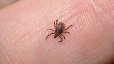 how-can-you-avoid-reinfestation-after-lice-treatment?-expert-tips-for-prevention