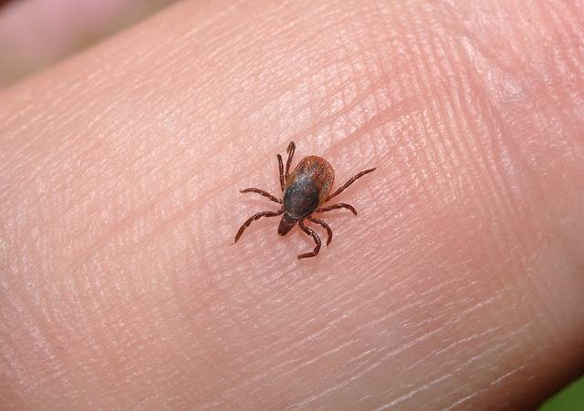 how-can-you-avoid-reinfestation-after-lice-treatment?-expert-tips-for-prevention